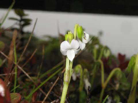 Image of Hawai'i bog violet