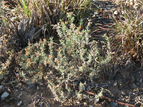 Image of Delosperma testaceum (Haw.) Schwant.