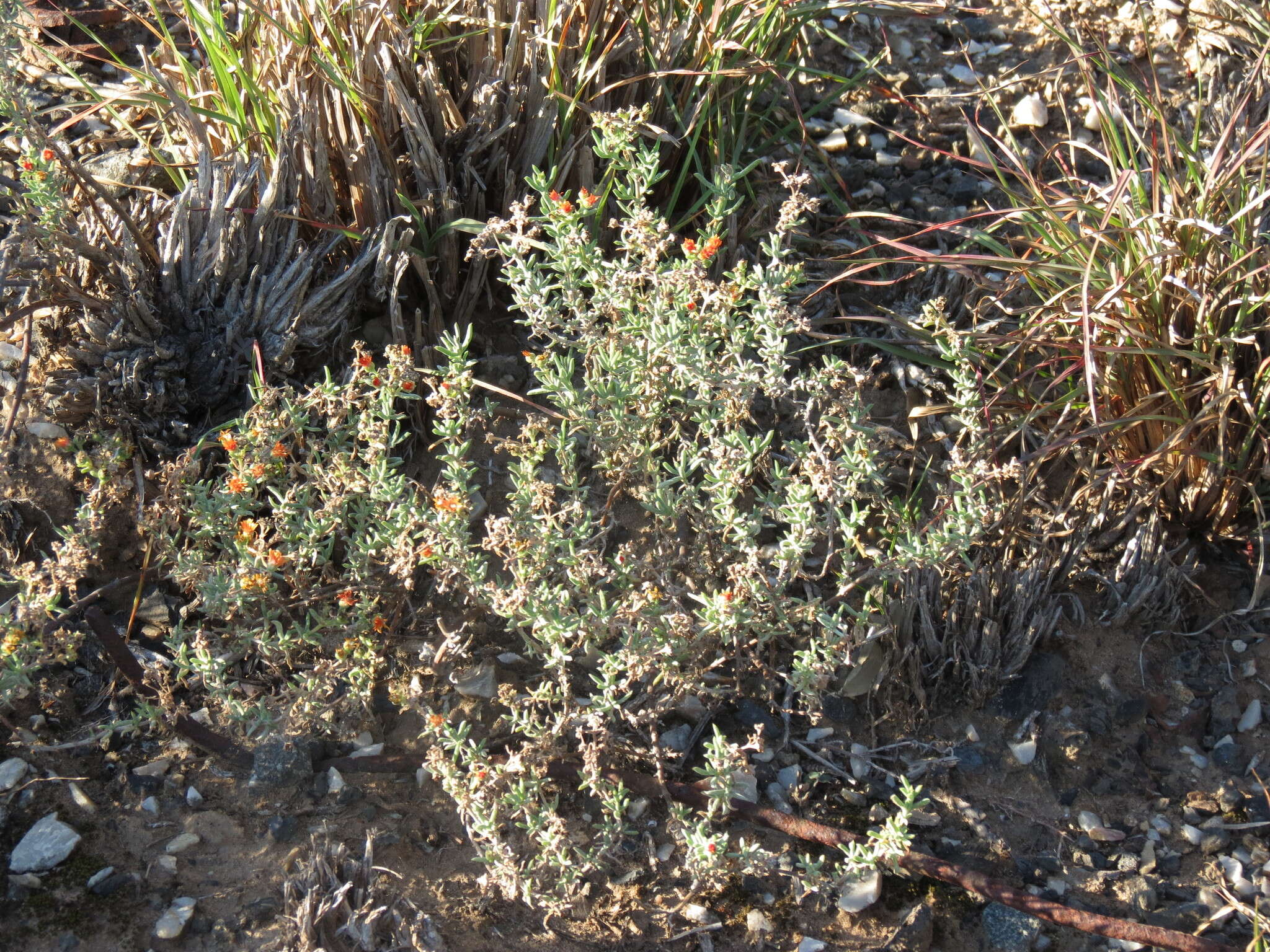 Imagem de Delosperma testaceum (Haw.) Schwant.