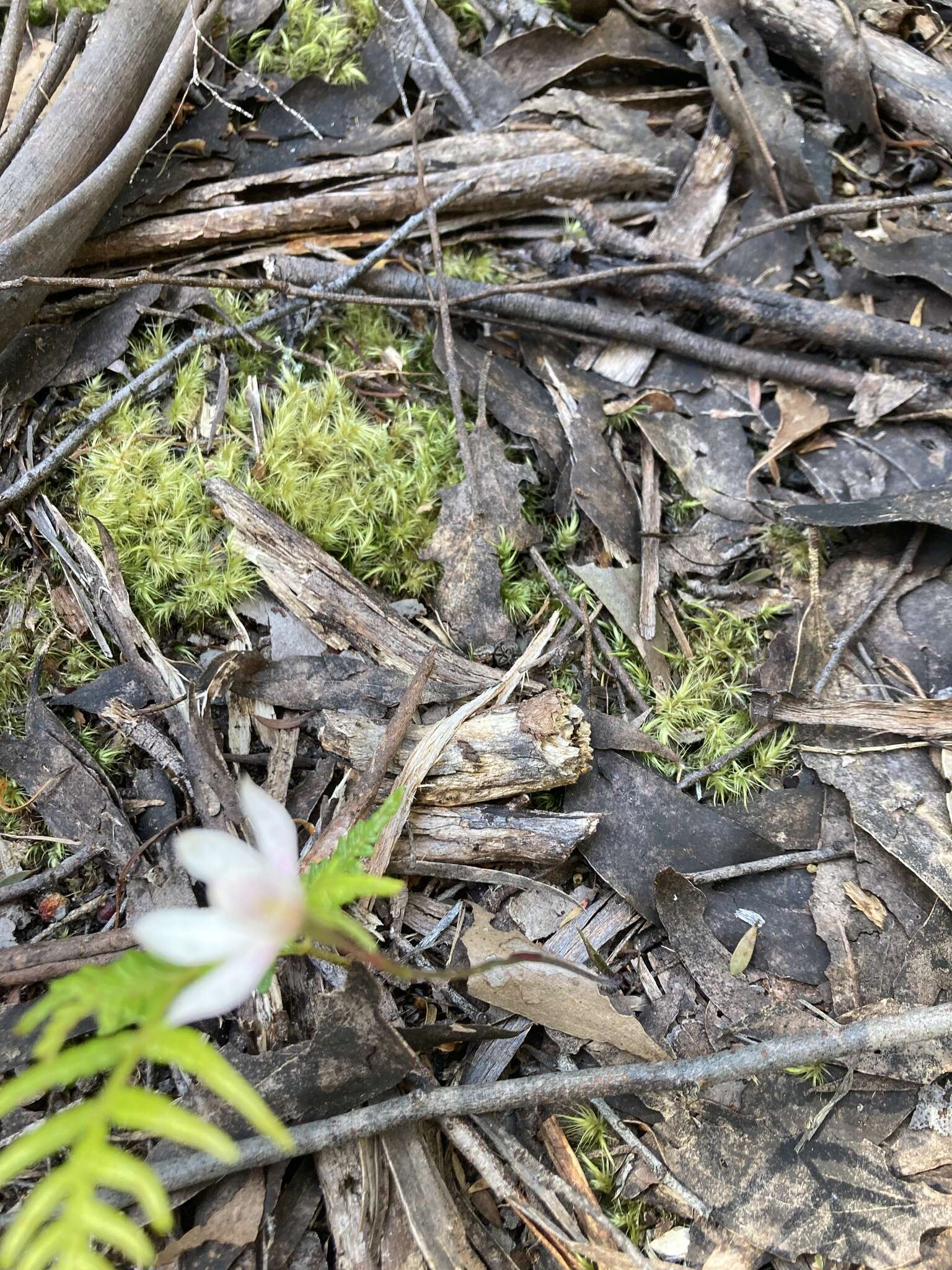 Image of Elegant Caladenia