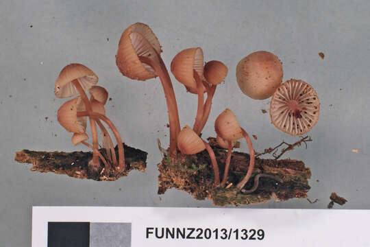 Image of Mycena parsonsiae G. Stev. 1964