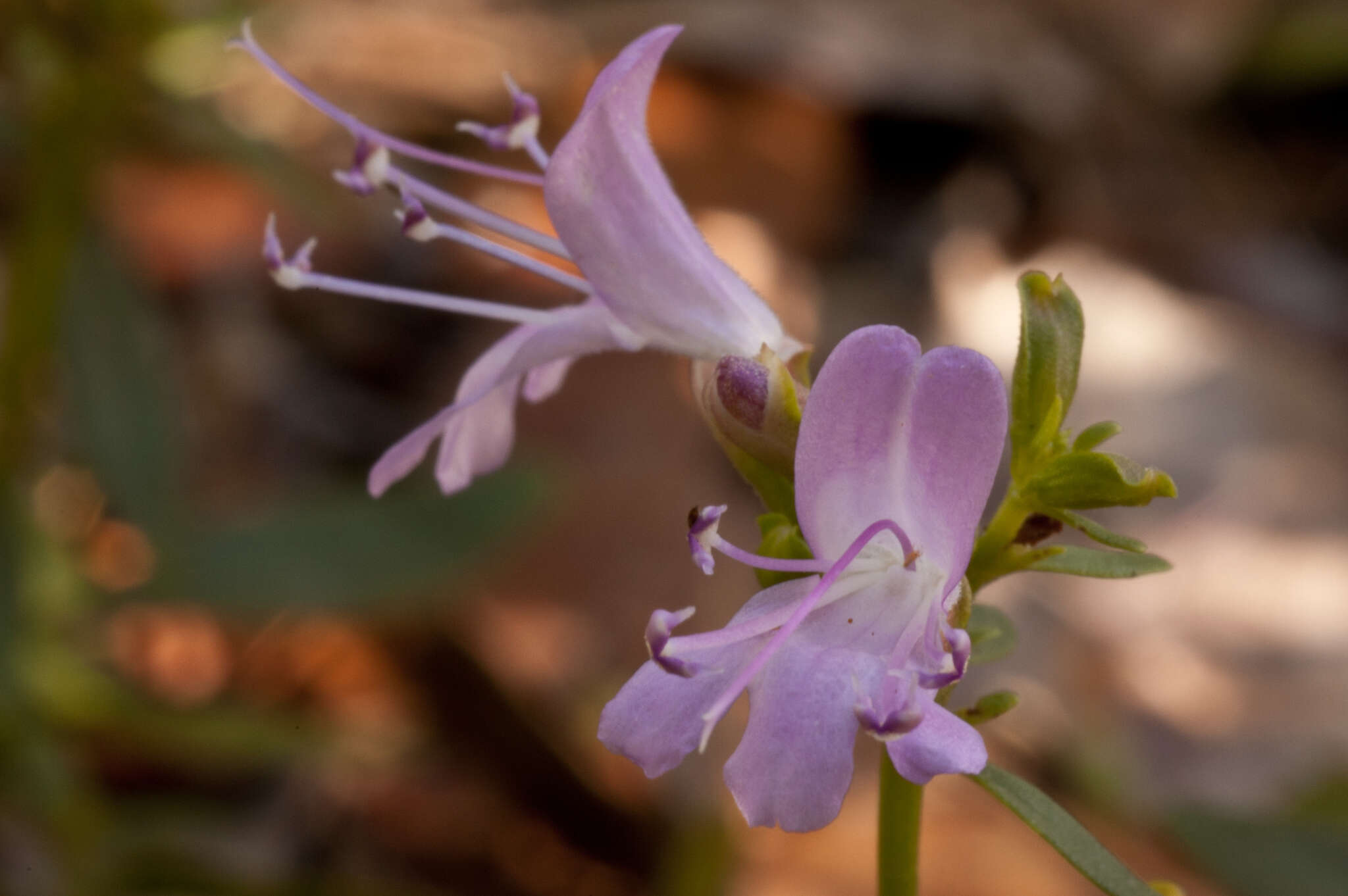 Imagem de Dicerandra frutescens subsp. savannarum (Huck) D. B. Ward