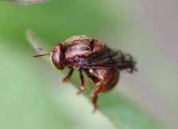 Image of Microdon abditus Thompson 1981