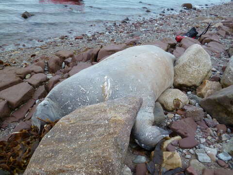 Image of walrus