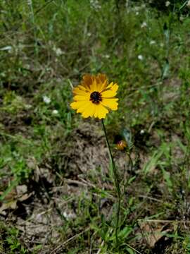 Image of goldenmane tickseed