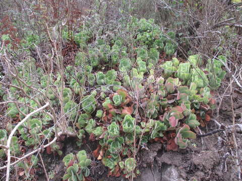 Image of Aeonium canariense subsp. virgineum (Webb) Bañares