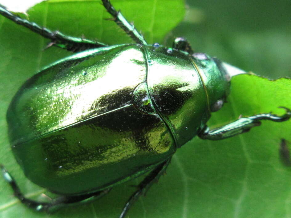 Mimela splendens (Gyllenhal 1817) resmi