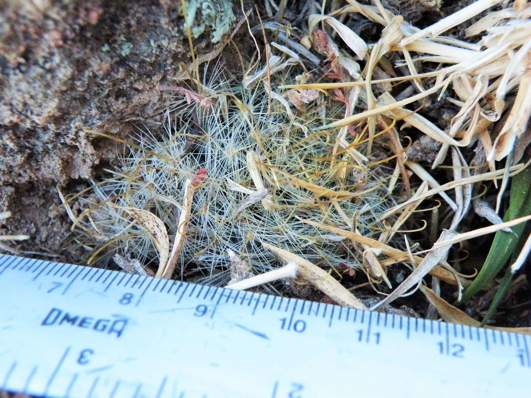 Image of Mammillaria jaliscana subsp. zacatecasensis (Shurly) D. R. Hunt