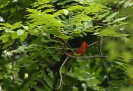 Image of Cardinalis Bonaparte 1838