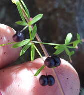 Image of Galium aschenbornii S. Schauer