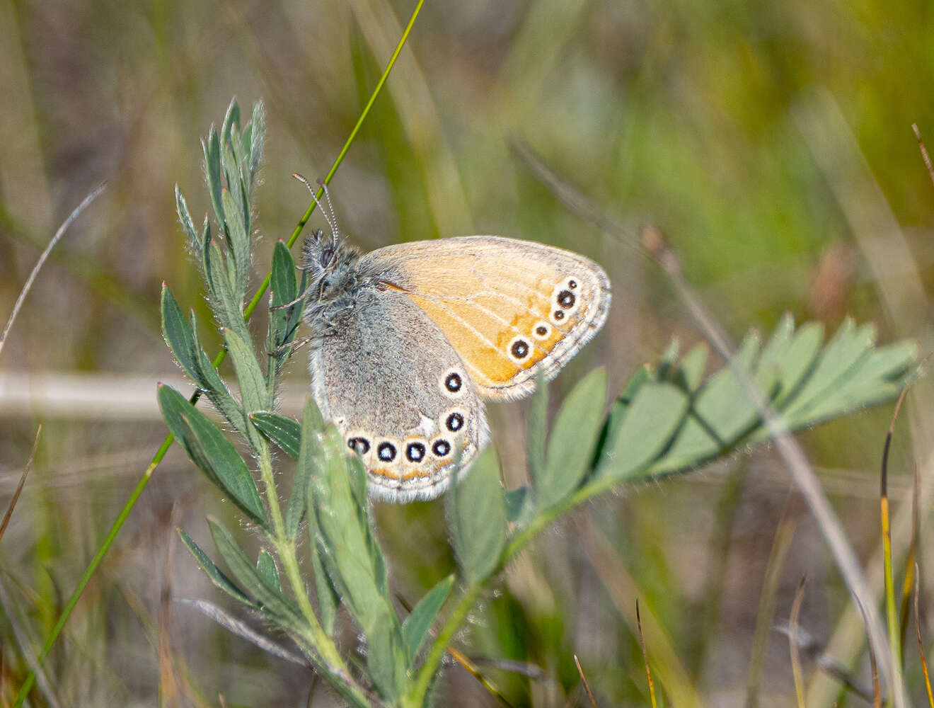 Image of Coenonympha amaryllis Cramer 1782