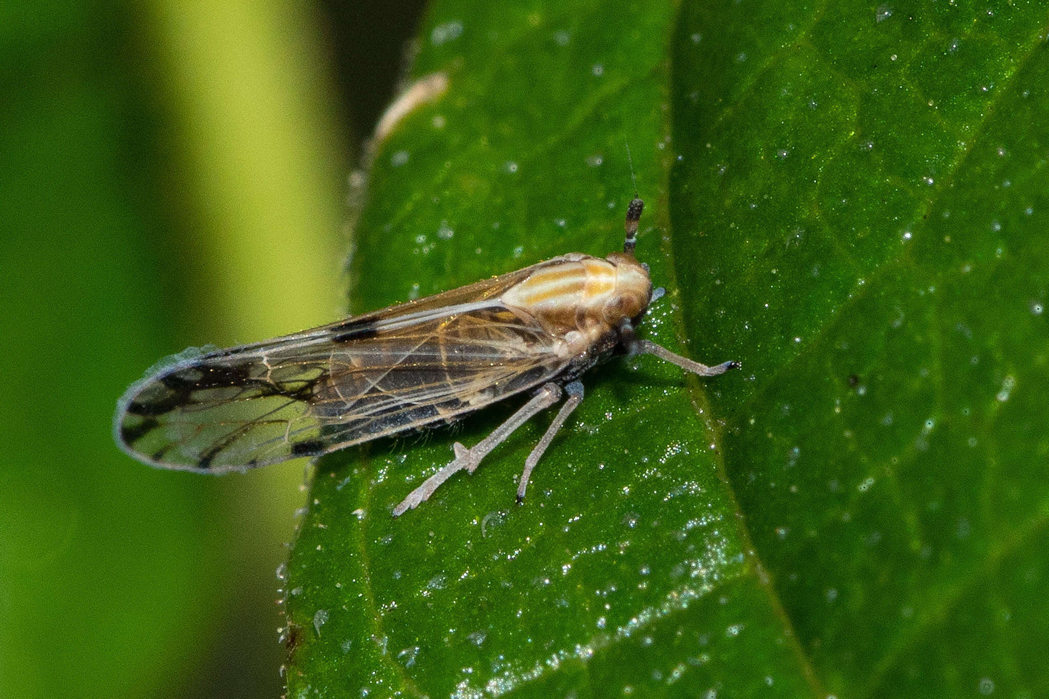 Image de Peregrinus maidis (Ashmead 1890)