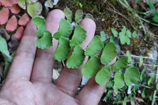 Image of Adiantum ruizianum Kl.