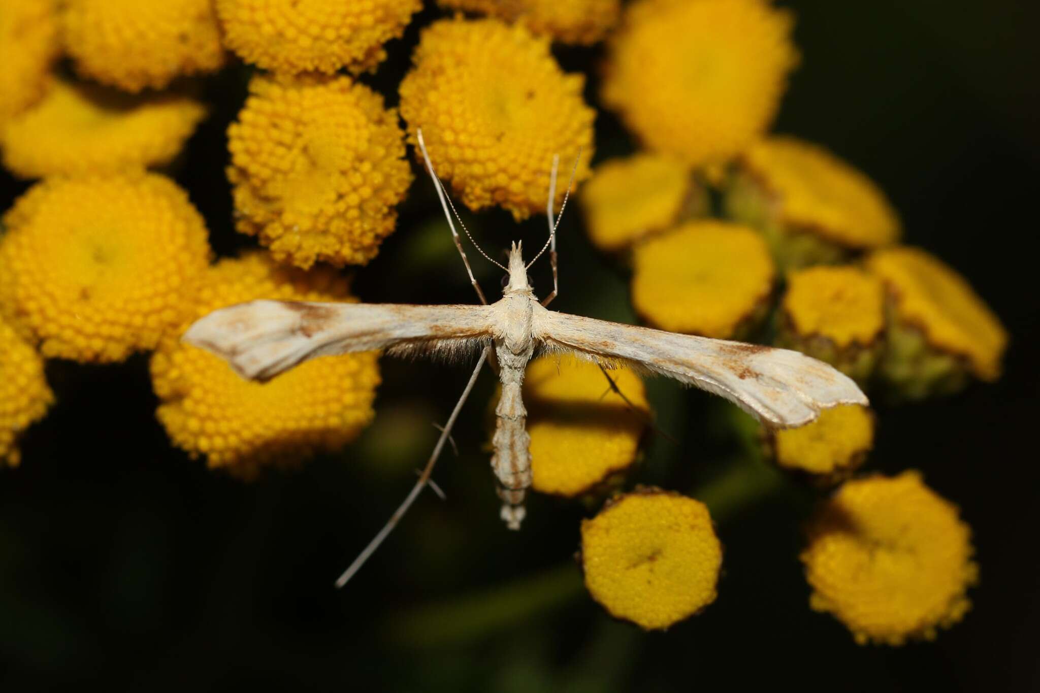 Gillmeria ochrodactyla (Denis & Schiffermüller 1775) resmi