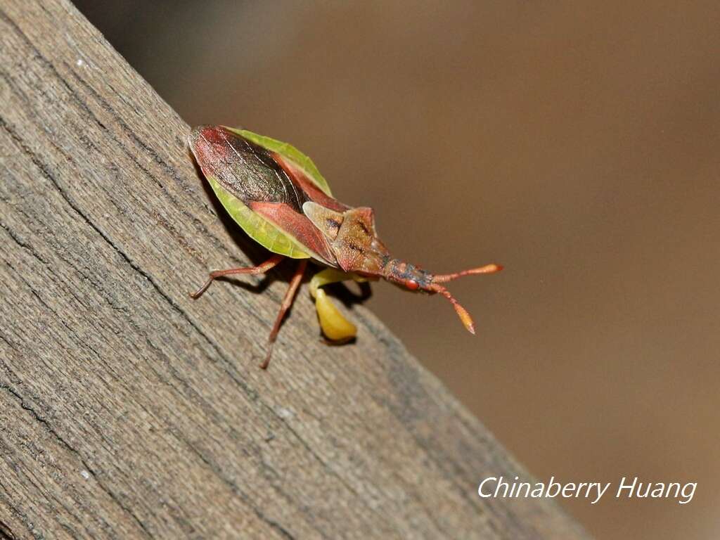 Plancia ëd Cnizocoris dimorphus Maa & Lin 1956