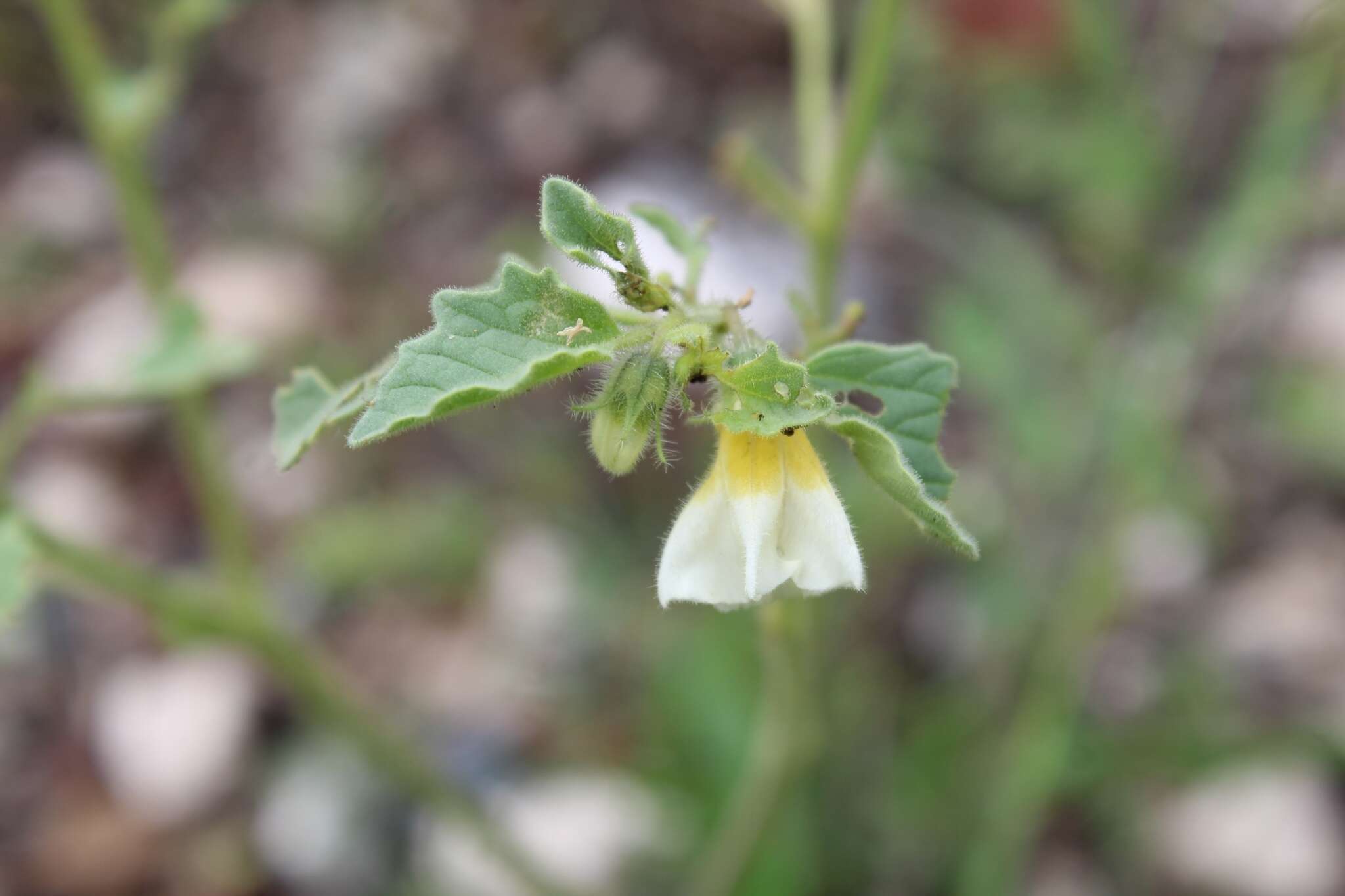 Image of Physalis patula Mill.