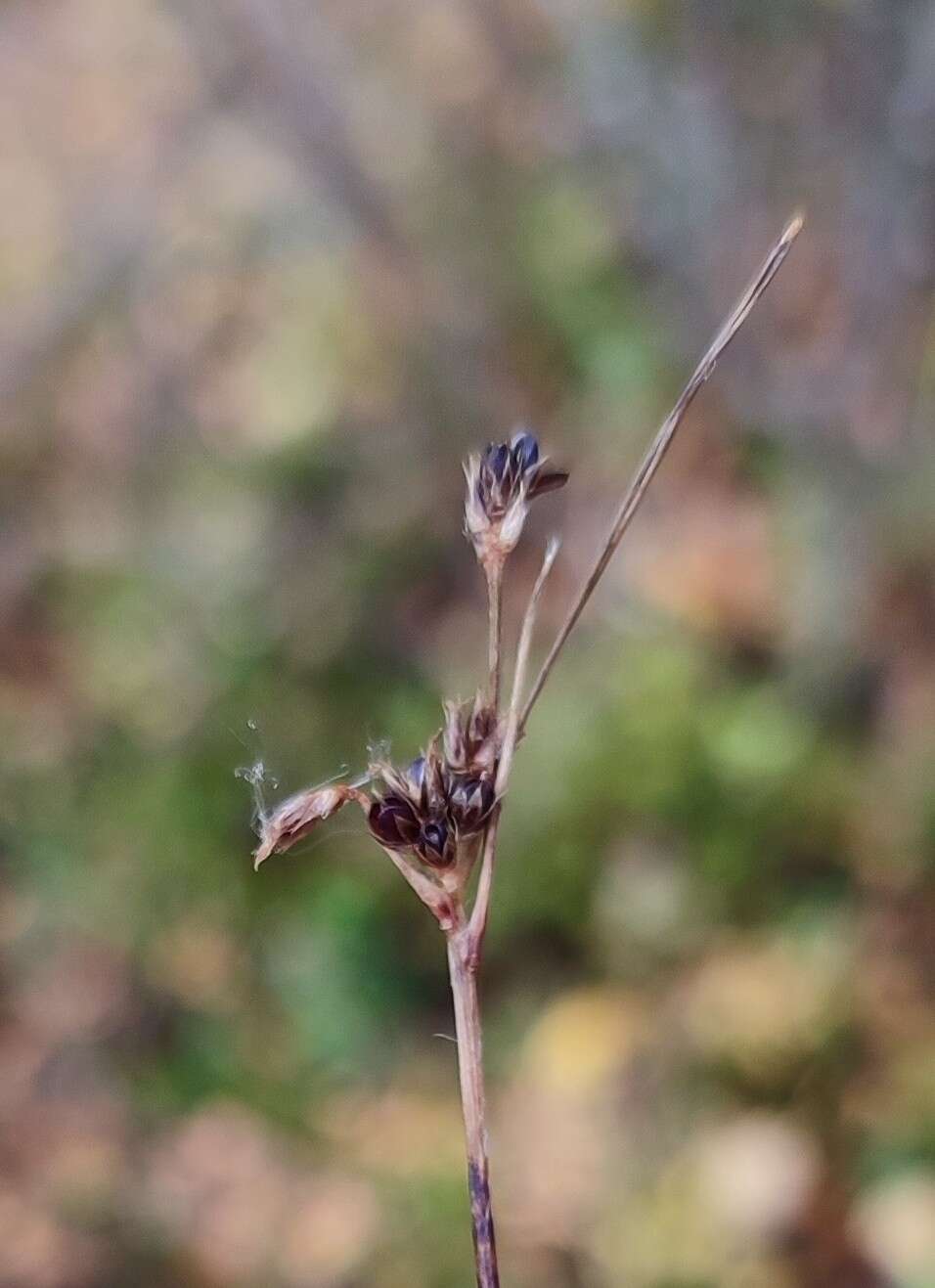 Imagem de Luzula multiflora subsp. sibirica V. I. Krecz.