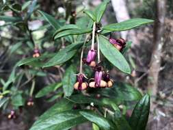 Image de Pittosporum bicolor Hook.