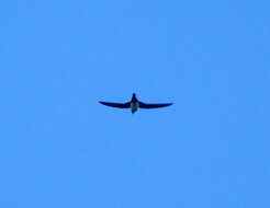 Image of Alpine swift