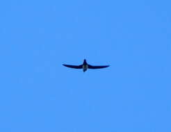 Image of Alpine swift