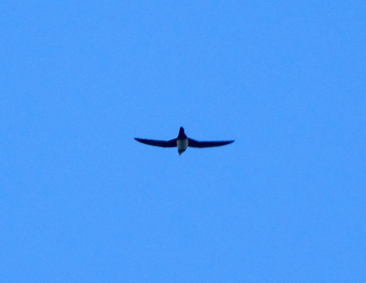 Image of Alpine swift