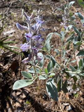 Image of Gulf Coast lupine