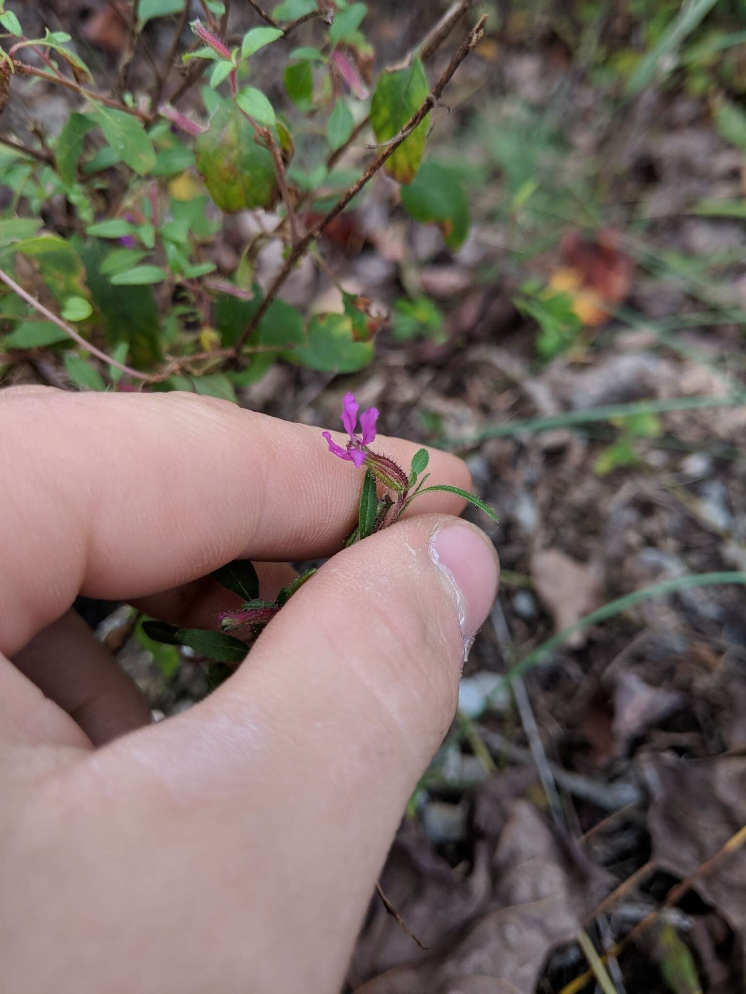 Image of blue waxweed