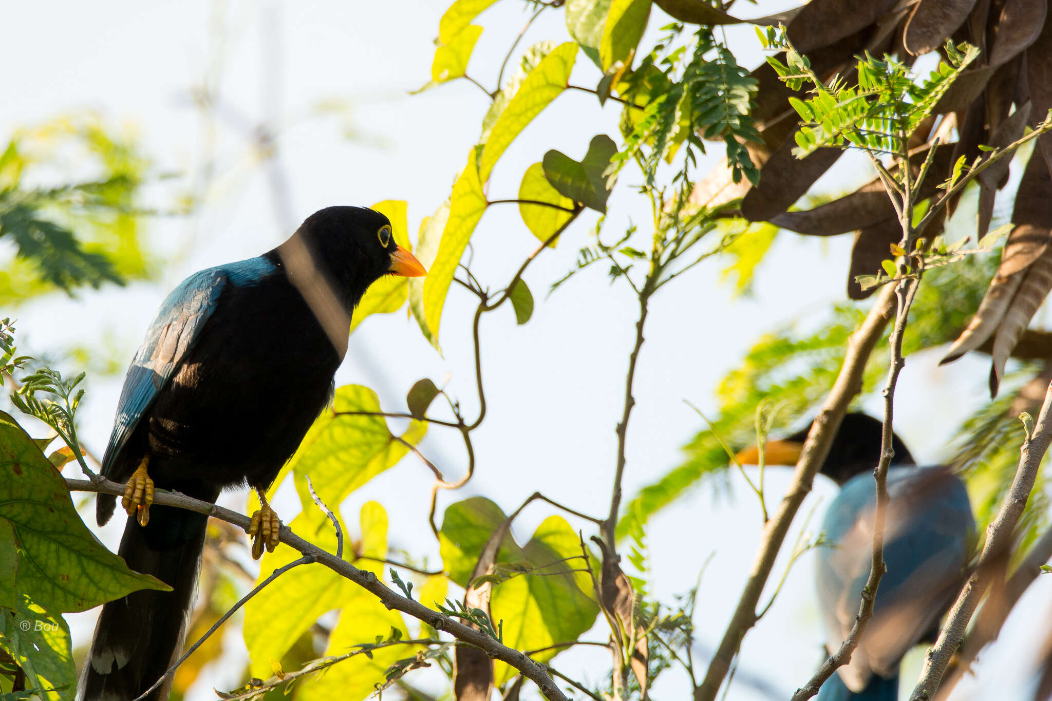 Imagem de Cyanocorax yucatanicus (Dubois & Ajc 1875)