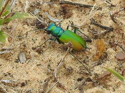 Image of Cicindela (Cicindela) scutellaris flavoviridis Vaurie 1950