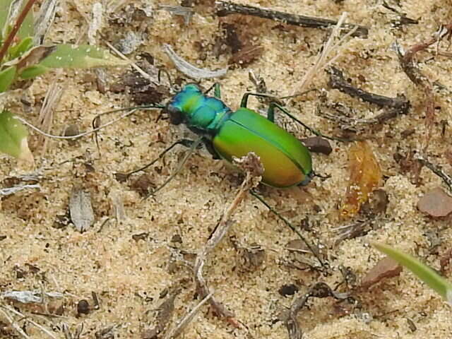 Image of Cicindela (Cicindela) scutellaris flavoviridis Vaurie 1950