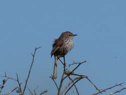 Image of Prinia maculosa psammophila Clancey 1963