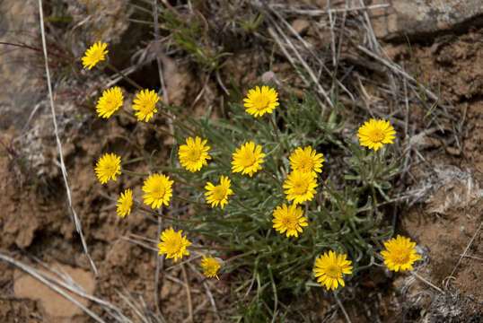 Image de Erigeron linearis (Hook.) Piper