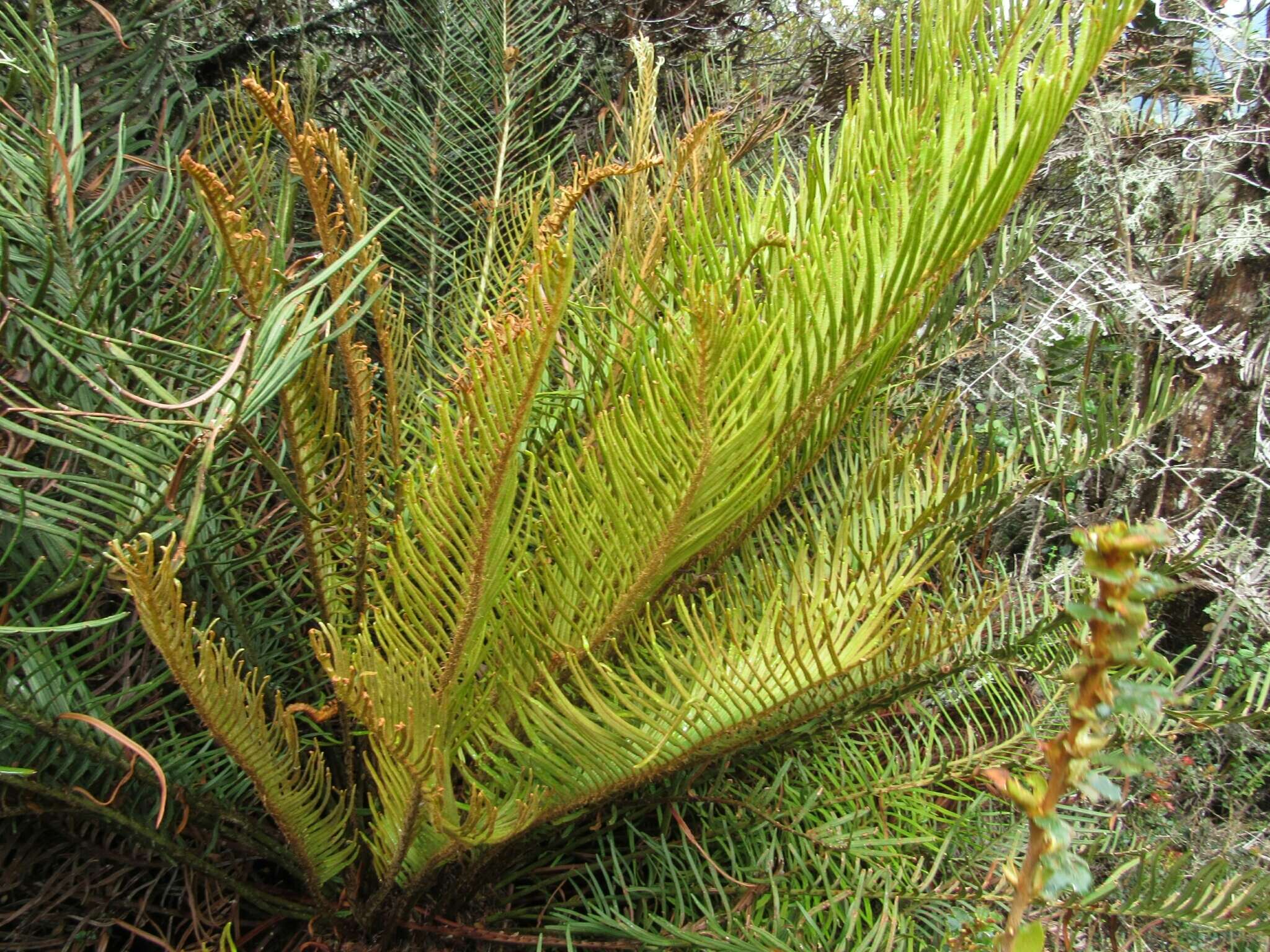 Image of Lomariocycas aurata (Fée) Gasper & A. R. Sm.