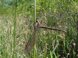 Sivun Ascaloptynx appendiculata (Fabricius 1793) kuva