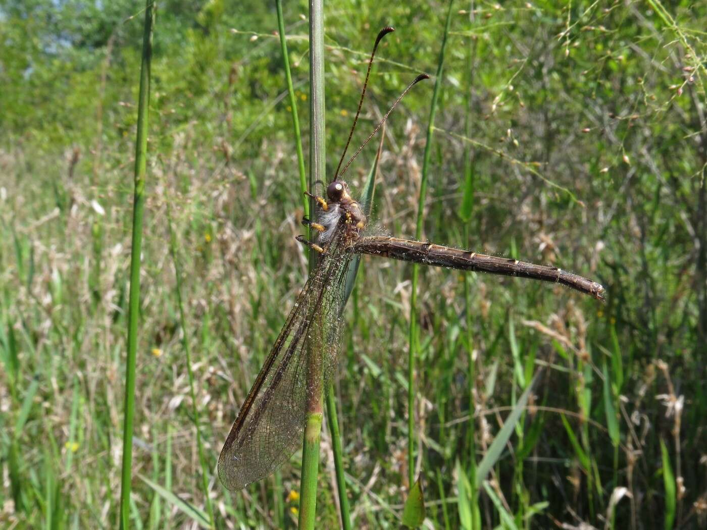 Sivun Ascaloptynx appendiculata (Fabricius 1793) kuva