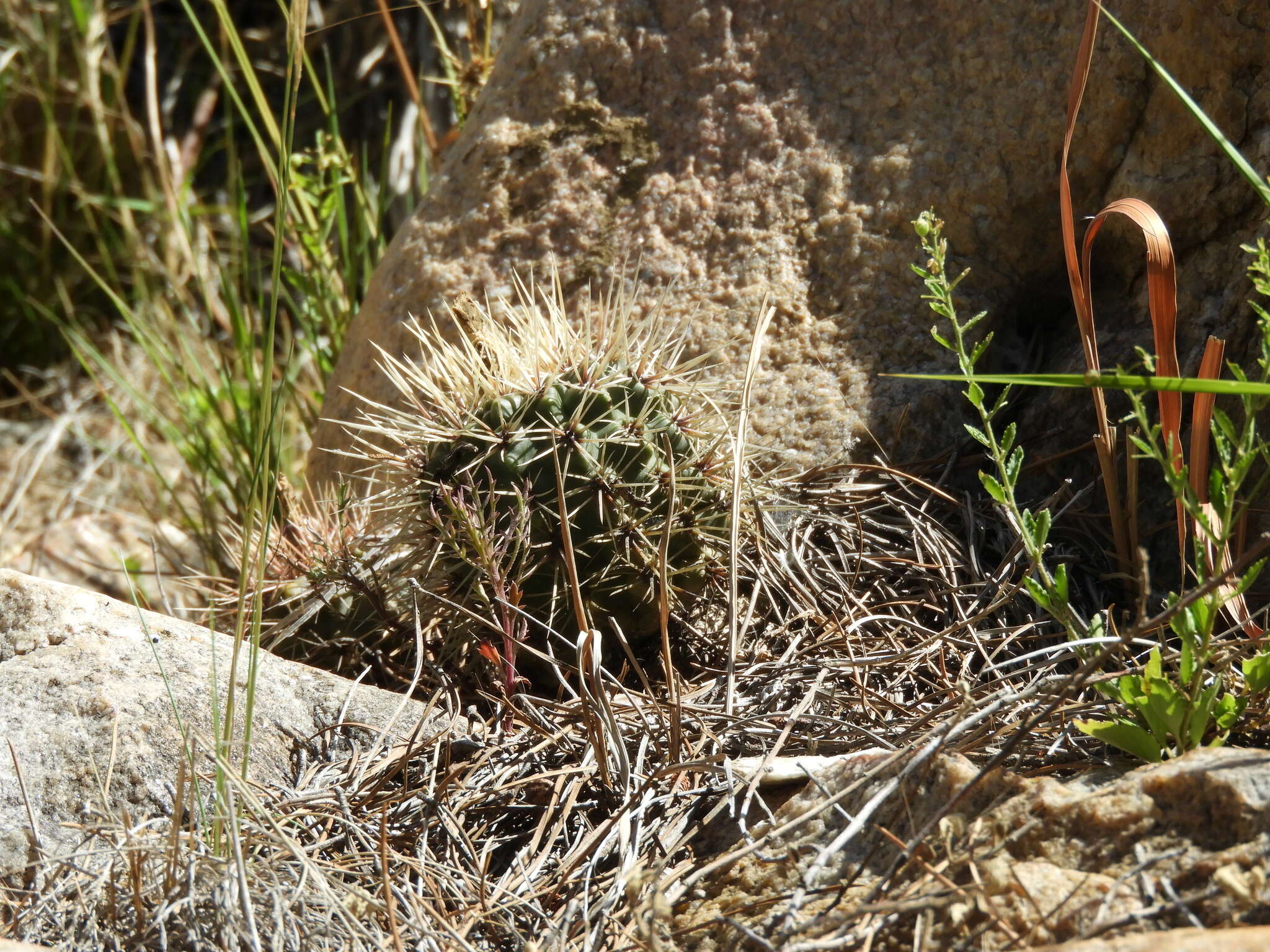 Image of Gymnocalycium reductum (Link) Pfeiff. ex Mittler