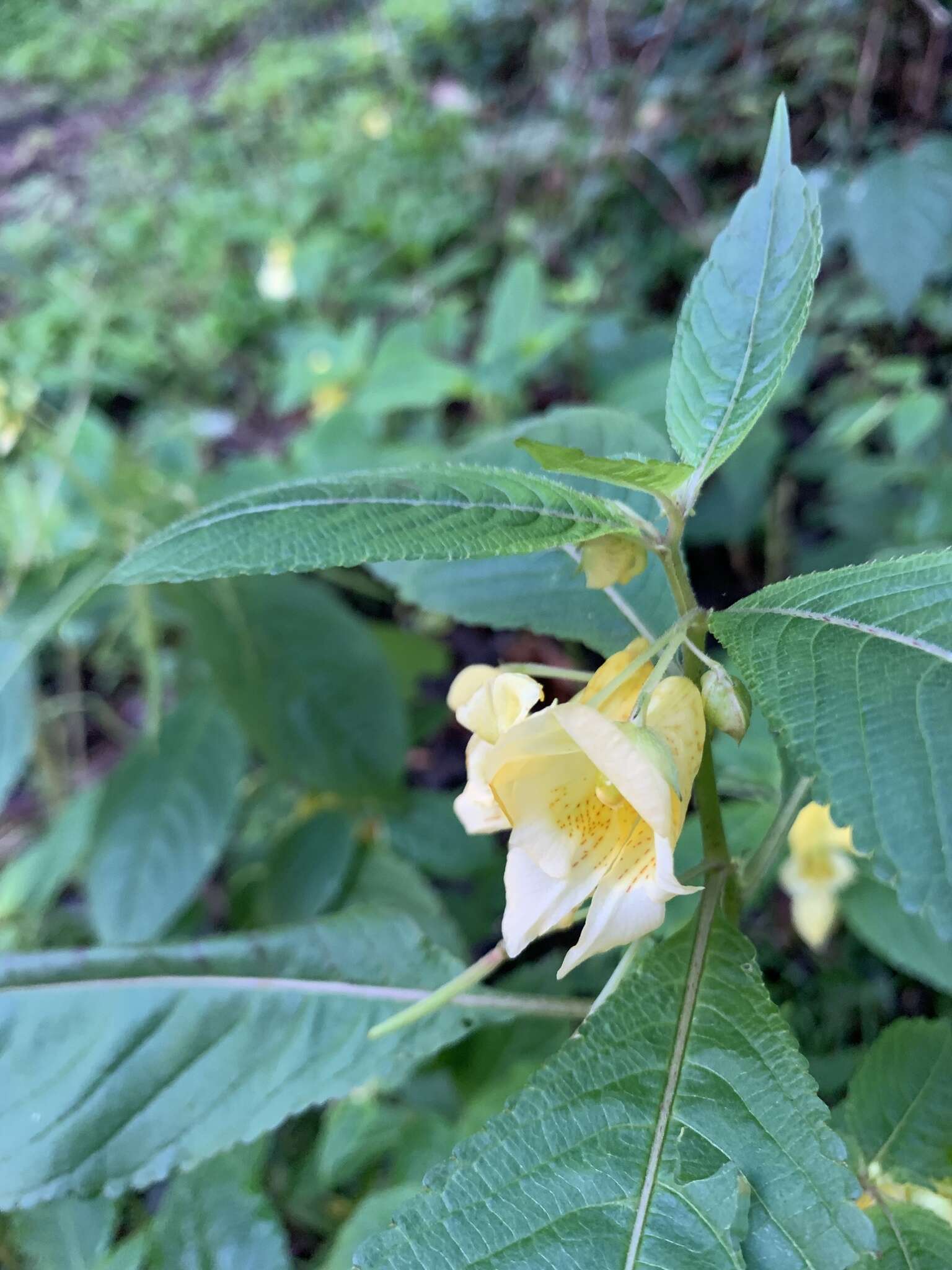 Image de Impatiens cristata Wall.