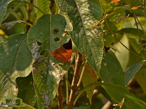 Image of Charaxes psaphon imna Butler 1870