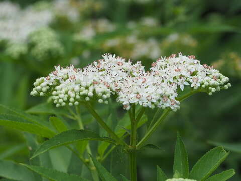 Image of Eupatorium cannabinum subsp. cannabinum