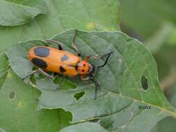 Image of Lytta (Paralytta) quadrimaculata (Chevrolat 1834)