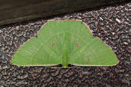 Image of Ornithospila sundaensis Holloway 1976