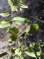 صورة Pycnanthemum floridanum E. Grant & Epling