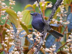 Image of Chestnut-capped Piha