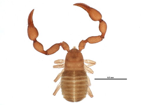 Image of <i>Pselaphochernes scorpioides</i> (Hermann 1804)