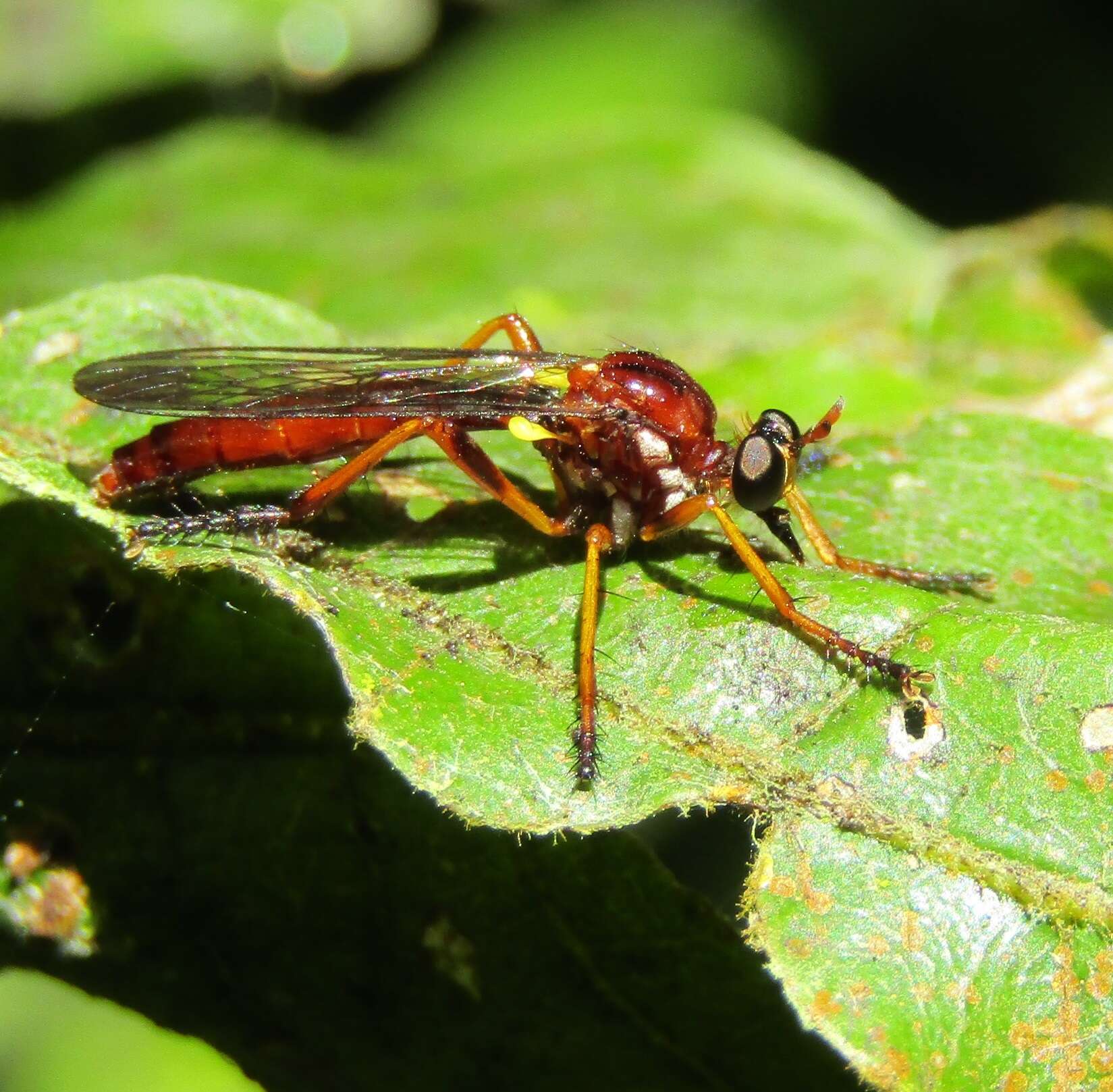 صورة Saropogon antipodus Schiner 1868