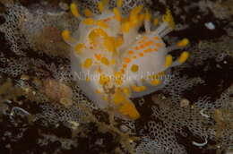 Image of orange-clubbed nudibranch