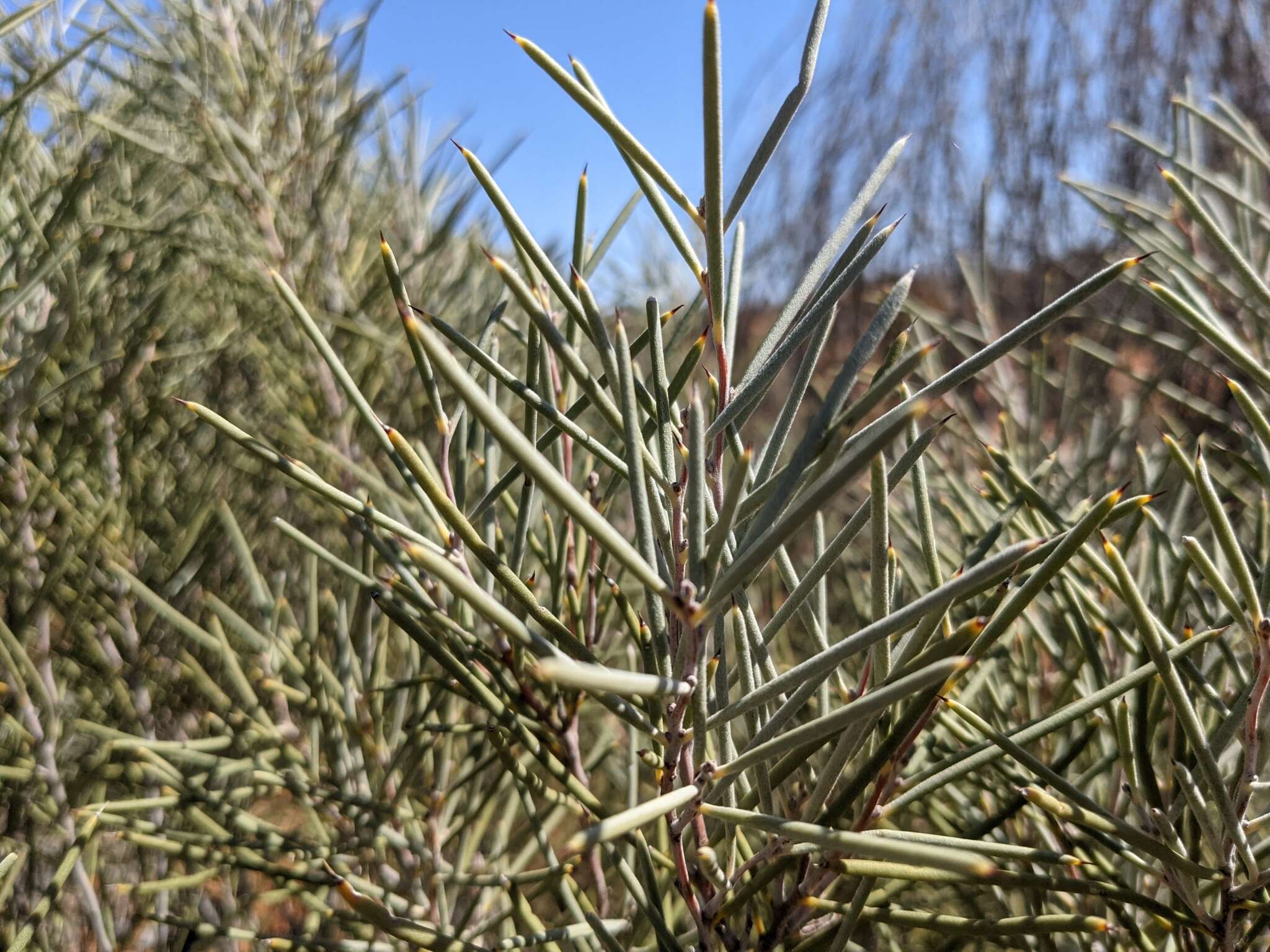 Image of Hakea leucoptera R. Br.