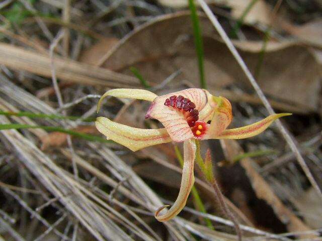 Image of Thick-lipped spider-orchid