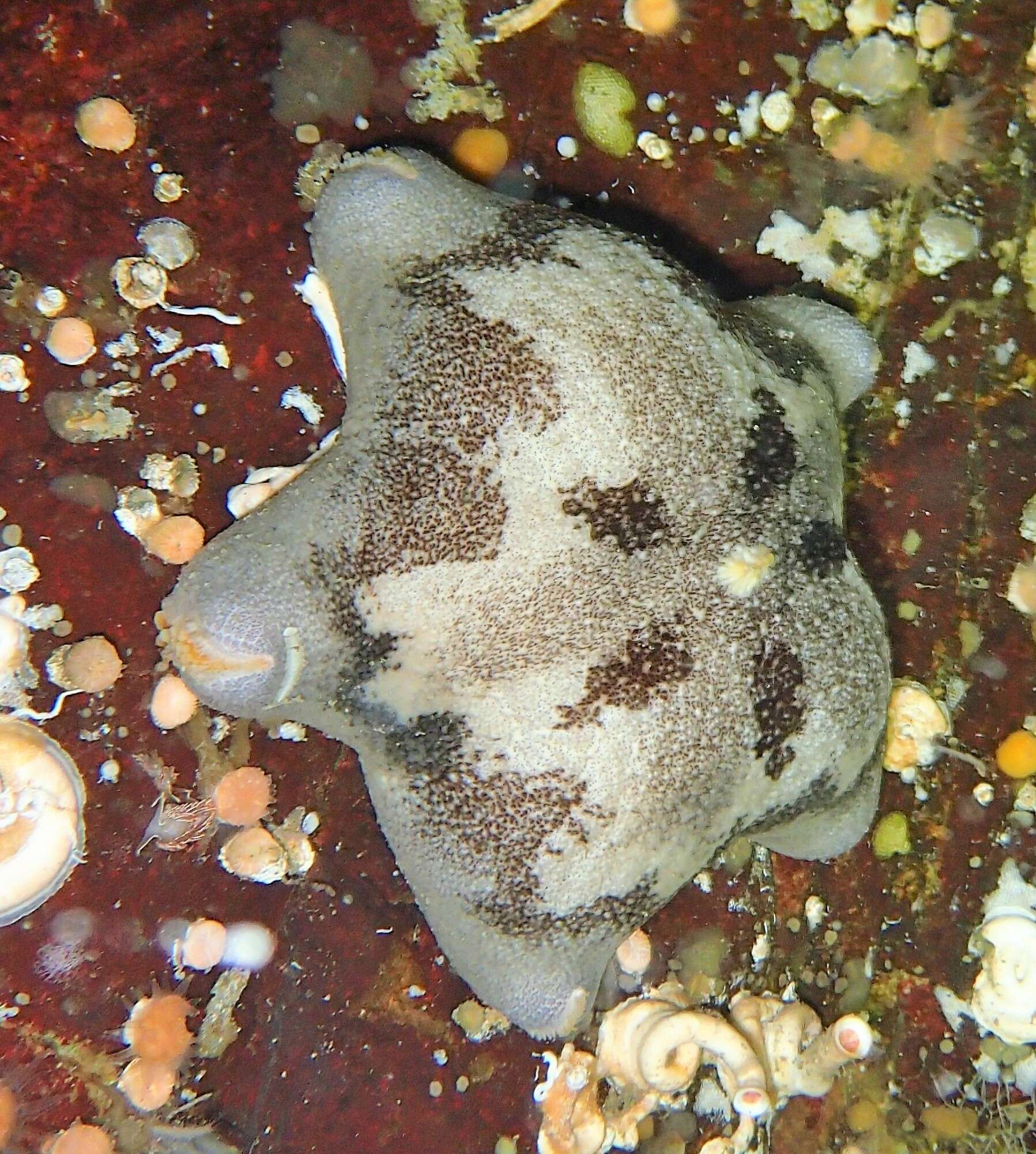 Image of Tesselated slime star