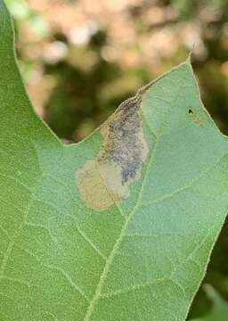 Image of Eriocraniella platyptera Davis 1978